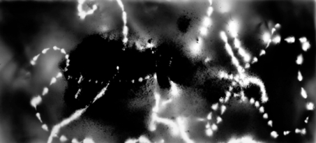 André Cornellier : Approcher les lucioles et la lumière lunaire